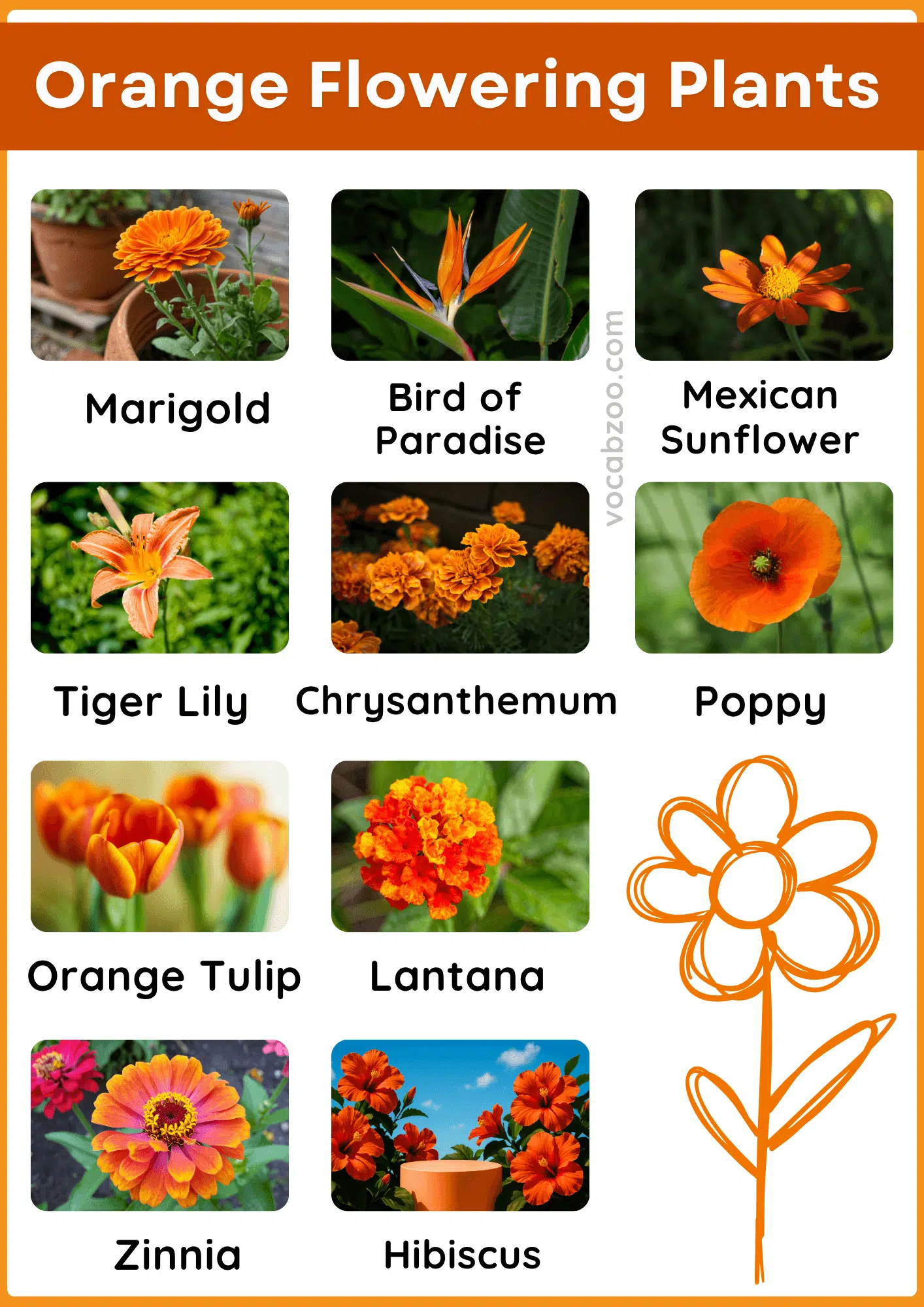 40 Orange Flowering Plants Name in English and Pictures