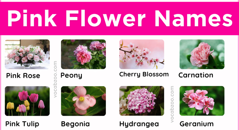 Pink Flowering Plant Names in English and Pictures