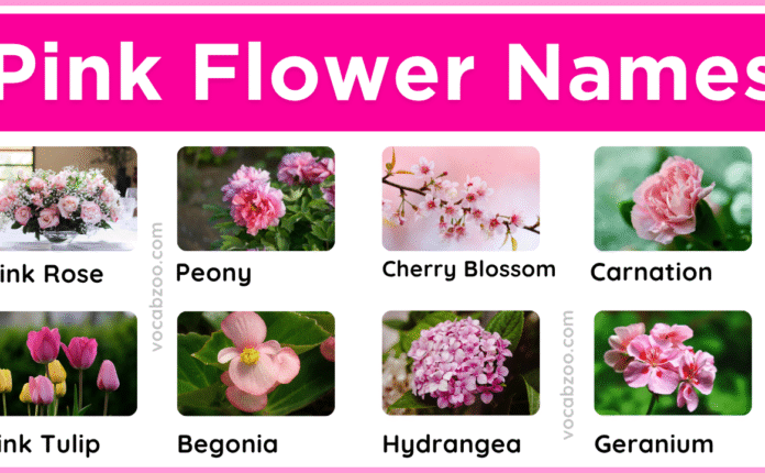 Pink Flowering Plant Names in English and Pictures