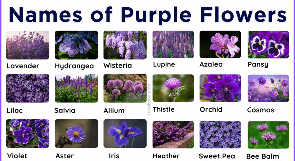 50 Purple Flowering Plants Names in English and Pictures
