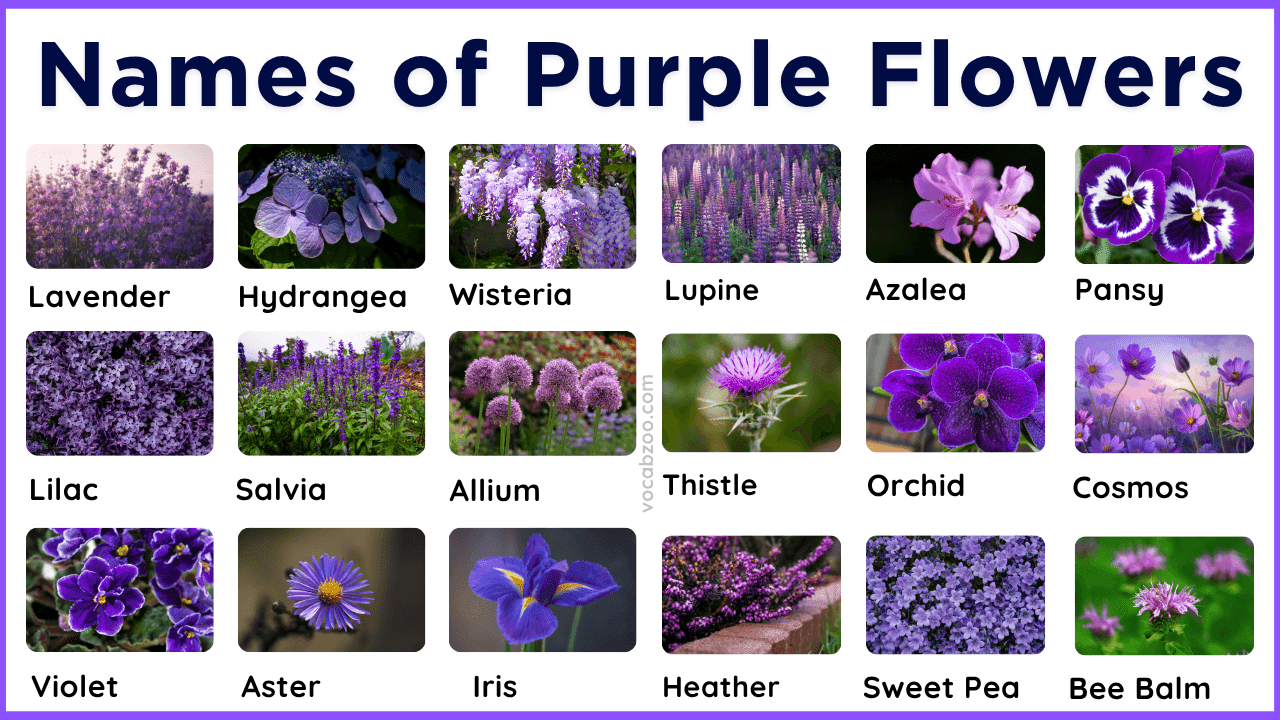50 Purple Flowering Plants Names in English and Pictures