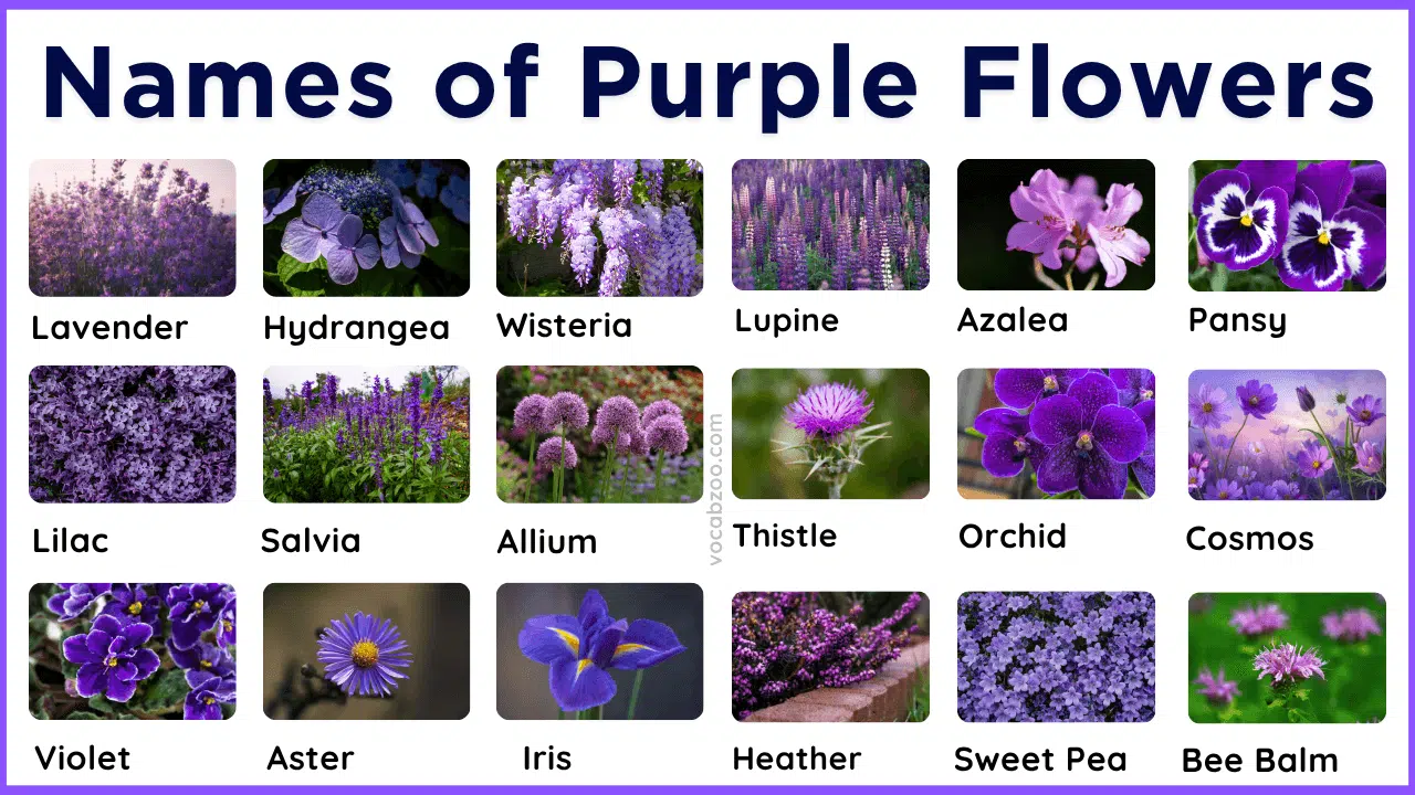 50 Purple Flowering Plants Names in English and Pictures
