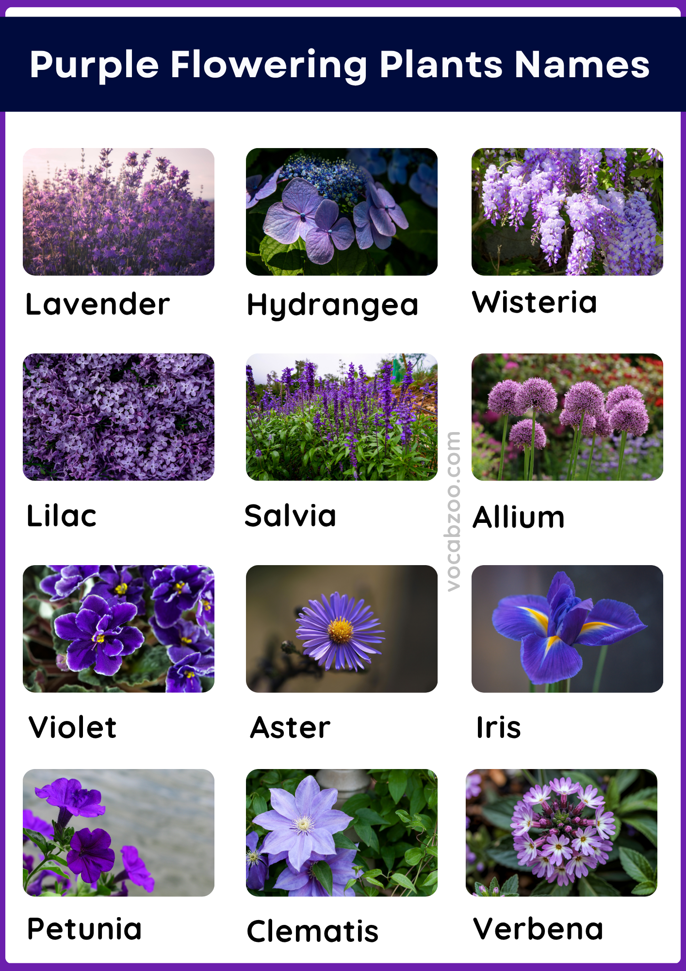 50 Purple Flowering Plants Names in English and Pictures
