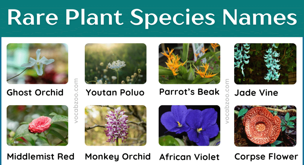 35+ Rare Plant Species Names in English and Pictures