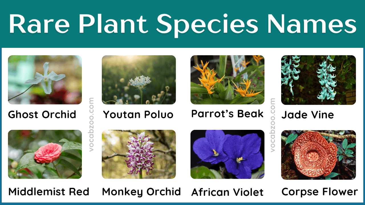 35+ Rare Plant Species Names in English and Pictures