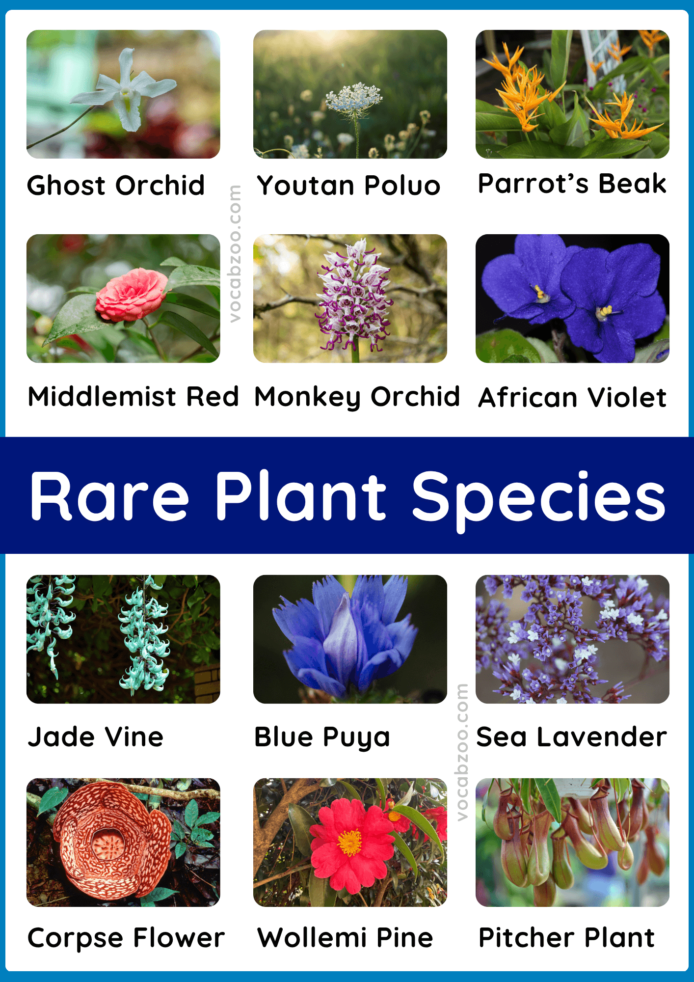 35+ Rare Plant Species Names in English and Pictures