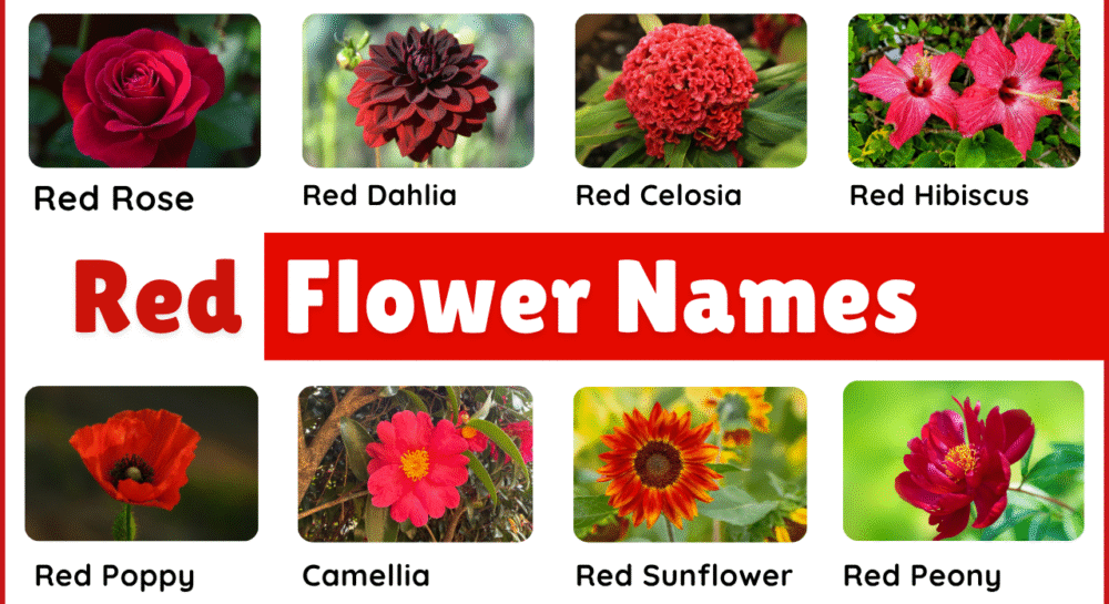 40+ Red Flower Plants Names in English and Pictures