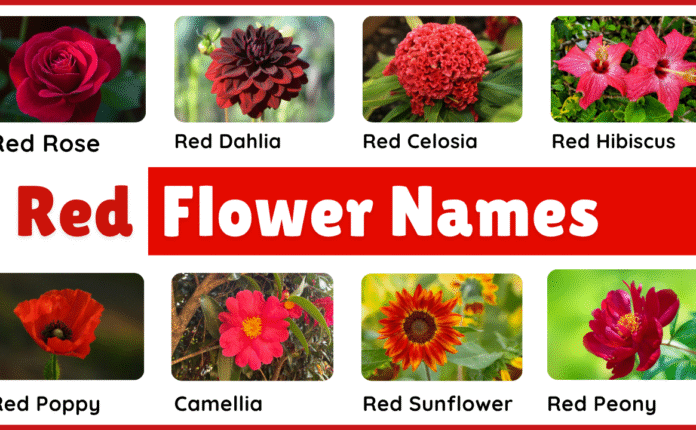 40+ Red Flower Plants Names in English and Pictures