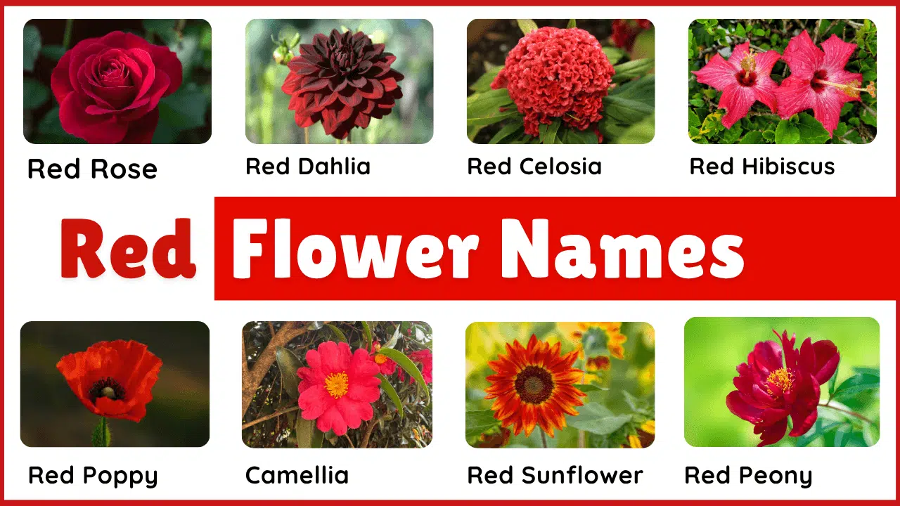 40+ Red Flower Plants Names in English and Pictures