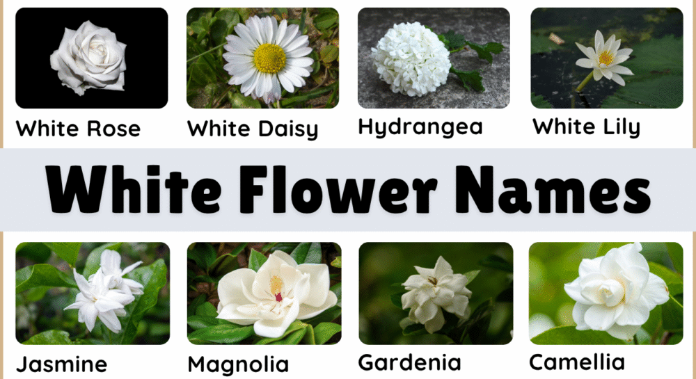 White Flower Plant Names in English and Pictures
