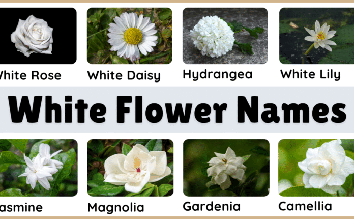 White Flower Plant Names in English and Pictures