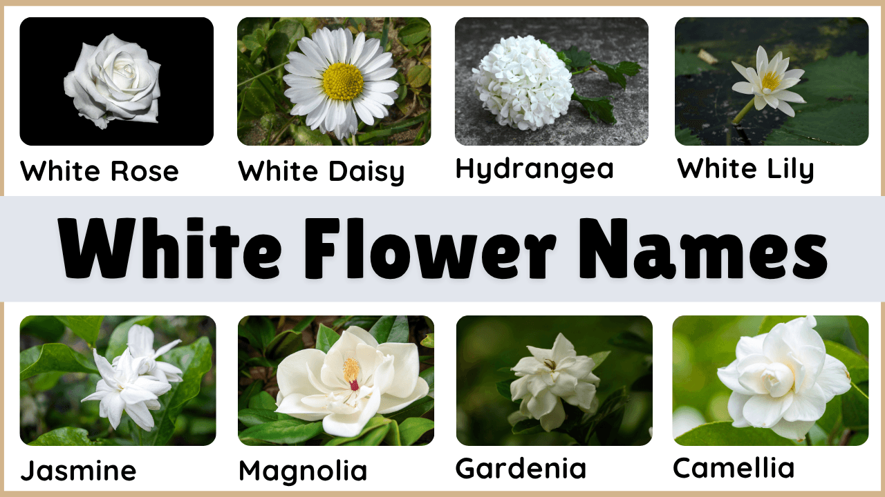 White Flower Plant Names in English and Pictures