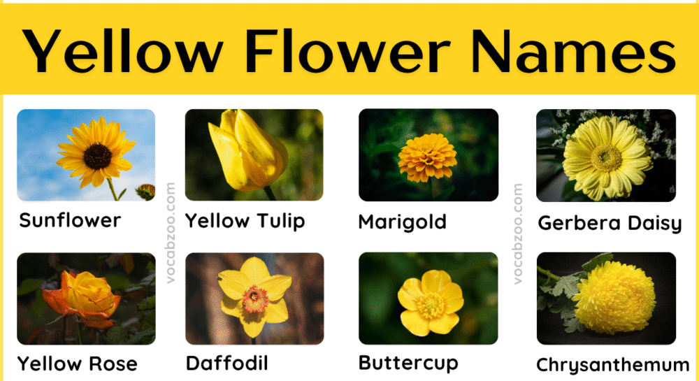 Yellow Flower Plants Names in English and Pictures