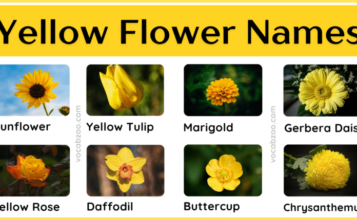 Yellow Flower Plants Names in English and Pictures