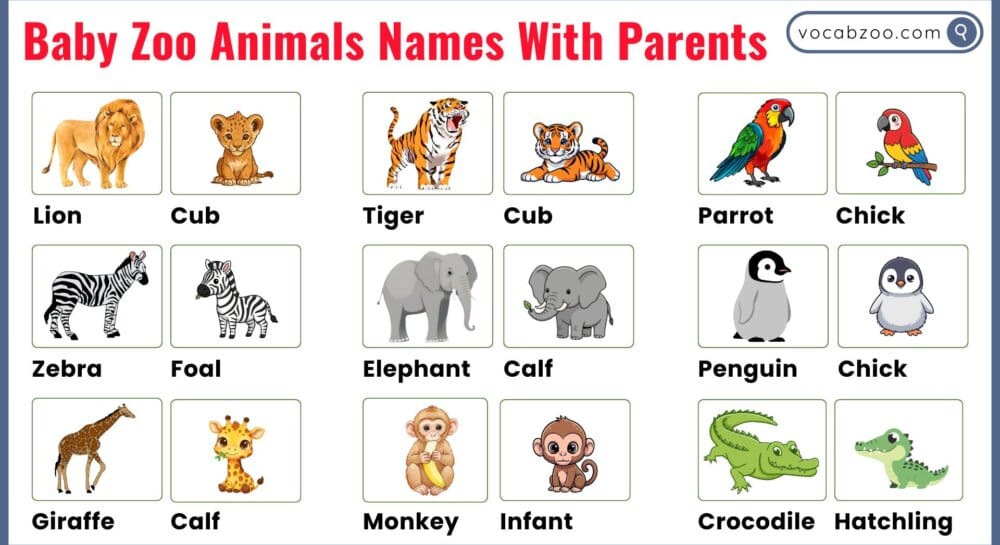 Baby Zoo Animals Names With Parents and Their Pictures