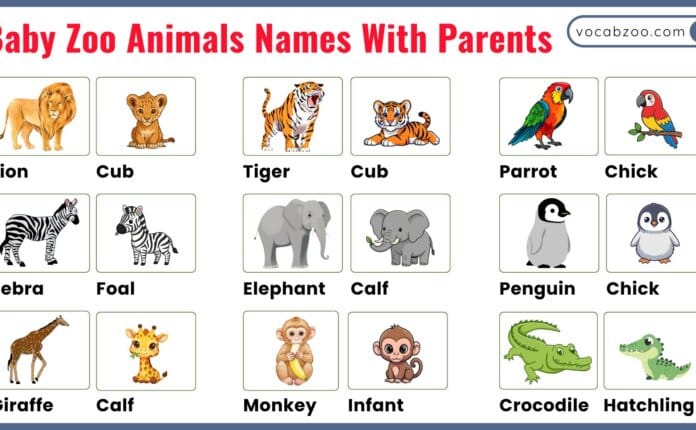 Baby Zoo Animals Names With Parents and Their Pictures