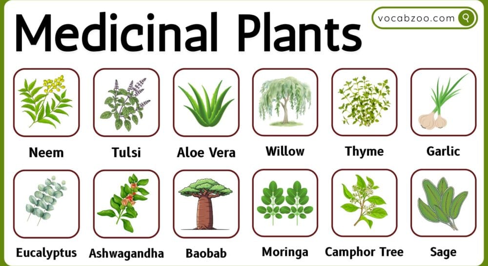 25 Medicinal Trees Names in English and Pictures | Medicinal Plants