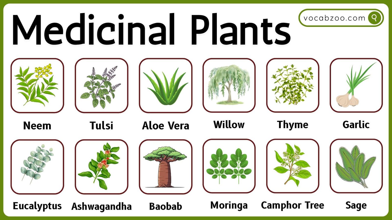 25 Medicinal Trees Names in English and Pictures | Medicinal Plants