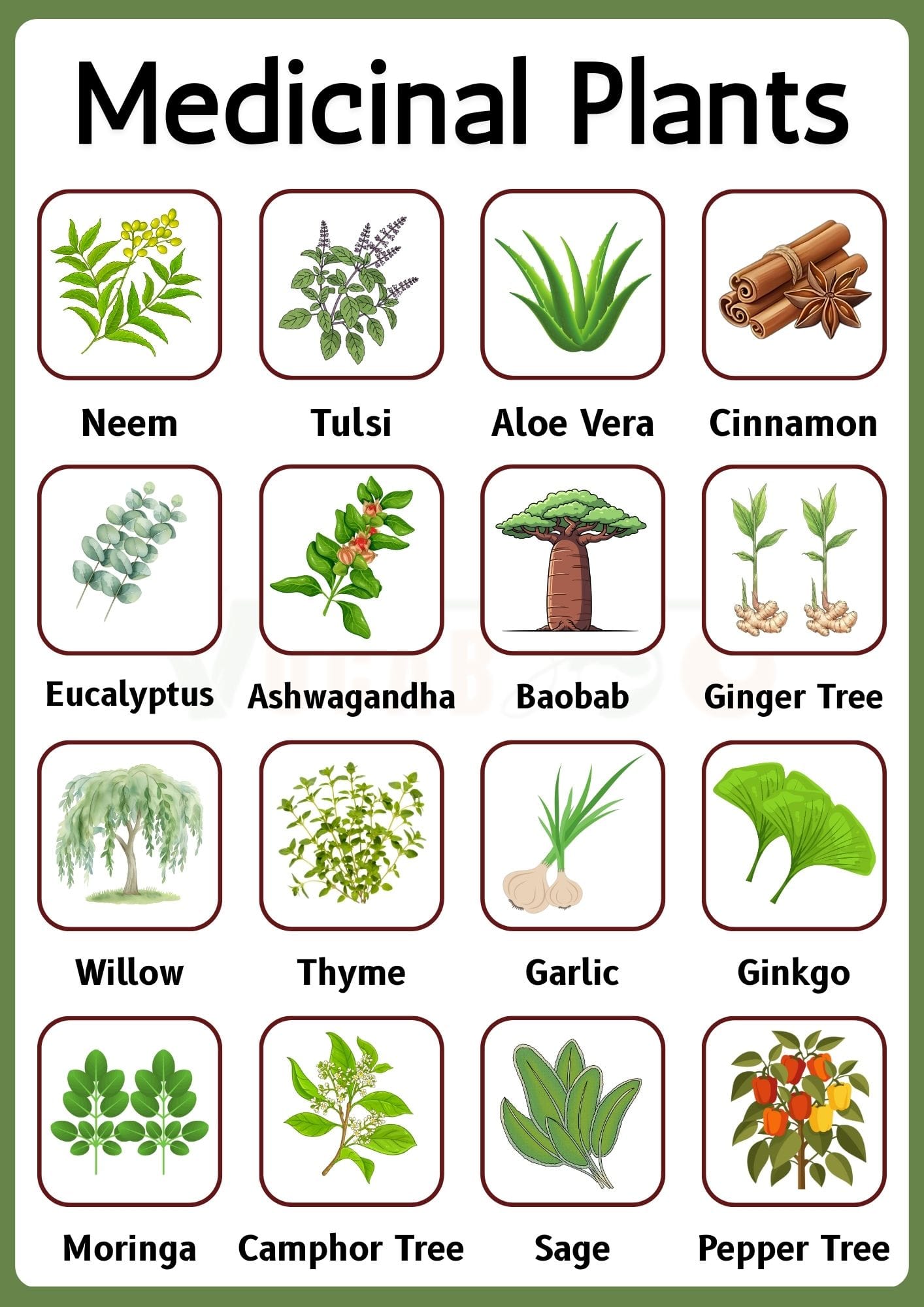 25 Medicinal Trees Names in English and Pictures | Medicinal Plants