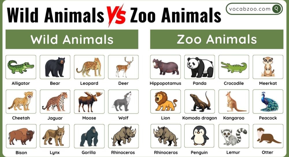 Wild Animals vs Zoo Animals What's the Difference