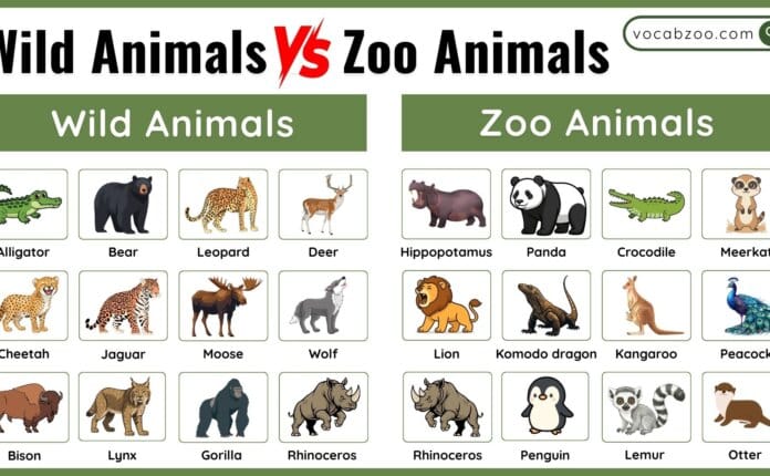 Wild Animals vs Zoo Animals What's the Difference