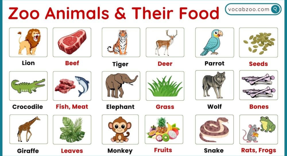 Zoo Animals Food and Diet Vocabulary in English