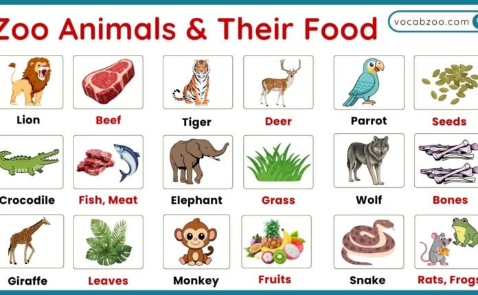 Zoo Animals Food and Diet Vocabulary in English