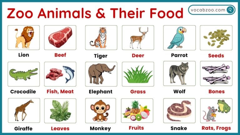50+ Zoo Animals and Their Sounds in English with Pictures - Vocabzoo