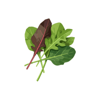 Arugula | Vegetables Names for Kids in English