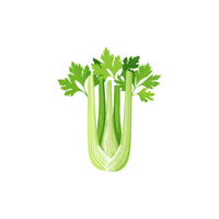 Celery | Vegetables Names for Kids in English