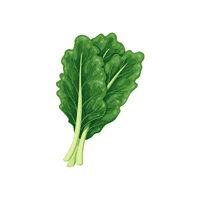 Collard greens | Vegetables Names for Kids in English