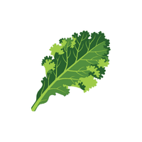 Kale | Vegetables Names for Kids in English