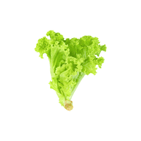 Lettuce | Vegetables Names for Kids in English