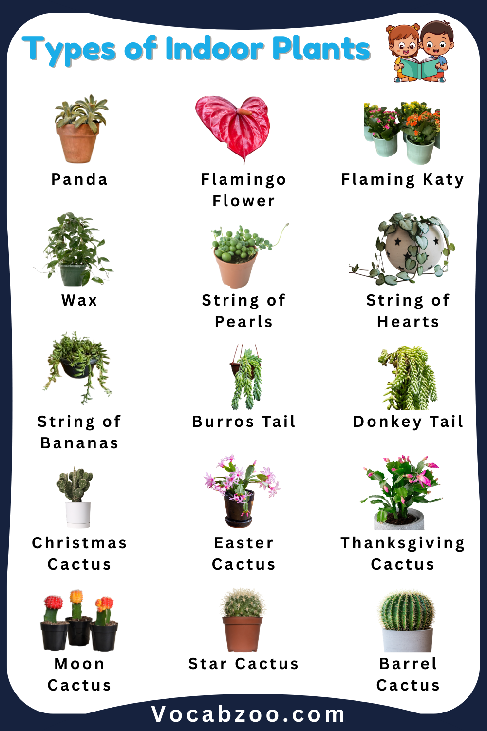 15 Names of Indoor Plants for Kids with Pictures