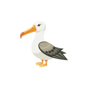 Albatross
