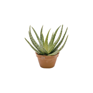 Aloe Vera | Indoor Plants Names for Kids