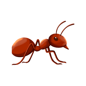 Ant | Insect Names for Kids in English