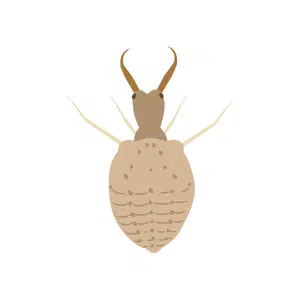 Antlion | Insect Names for Kids in English