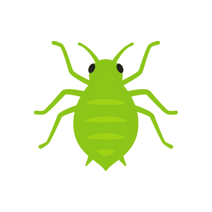 Aphid | Insect Names for Kids in English