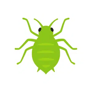 Aphid | Insect Names for Kids in English