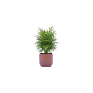 Areca Palm | Indoor Plants Names for Kids
