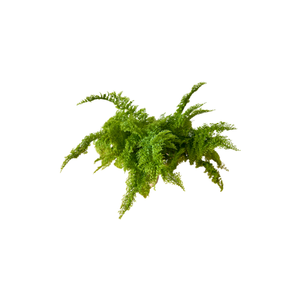 Asparagus Fern | Indoor Plants Names for Kids