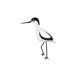 Avocet | Bird Names for Kids in English with Pictures