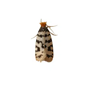 Bagworm | Insect Names for Kids in English