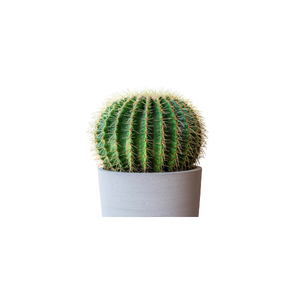 Barrel Cactus | Indoor Plants Names for Kids