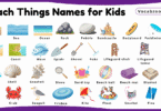 Beach Things Names for Kids in English with Pictures