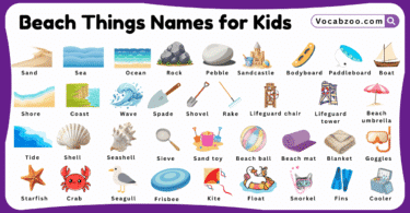 Beach Things Names for Kids in English with Pictures
