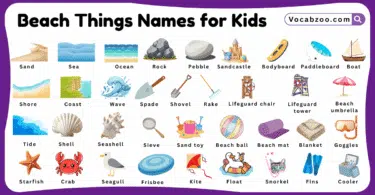 Beach Things Names for Kids in English with Pictures
