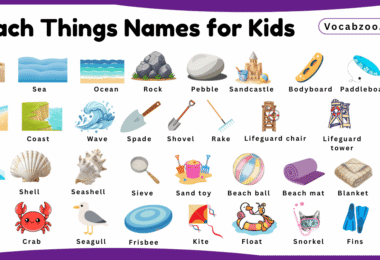 Beach Things Names for Kids in English with Pictures