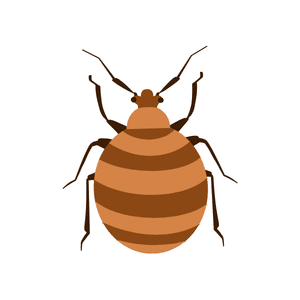 Bedbug